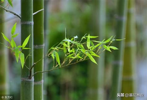 種竹子盆栽|如何5步掌握簡單種植竹子的技巧？ 